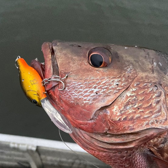 Barambah Deton8or 58M Hardbody