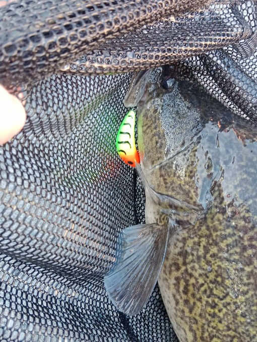 Barambah B60 Diver Hardbody