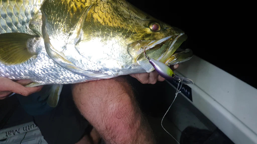 Barambah Deton8or 58M Hardbody