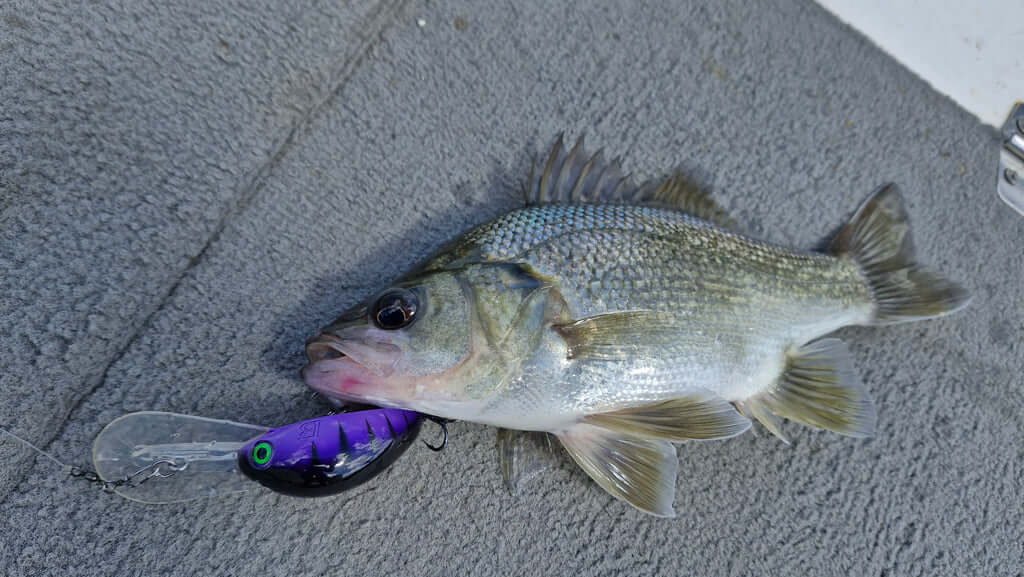 Barambah B60 Diver Hardbody