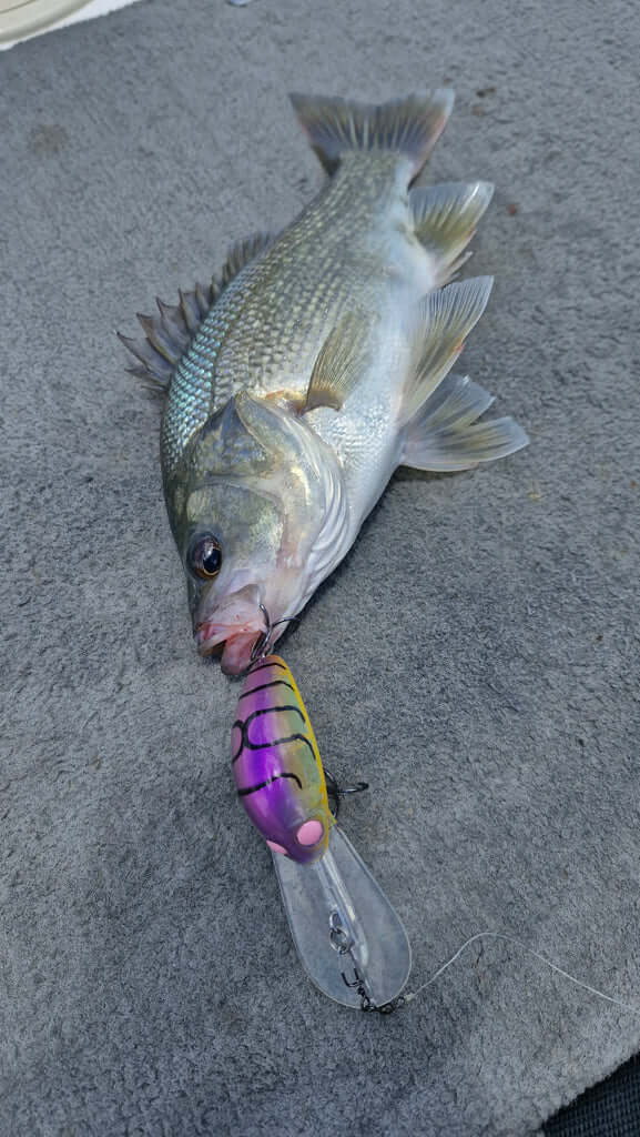 Barambah B60 Diver Hardbody