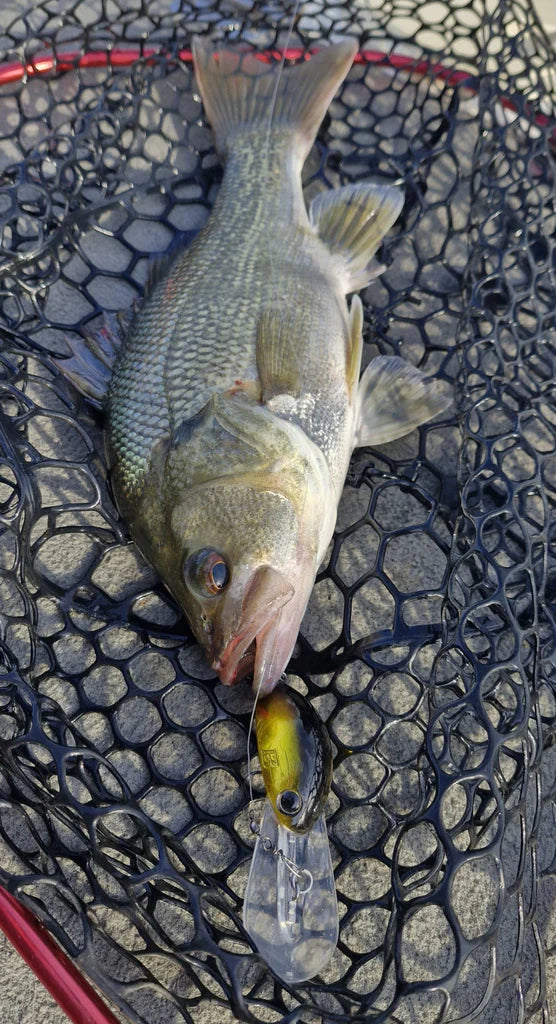 Barambah B60 Diver Hardbody