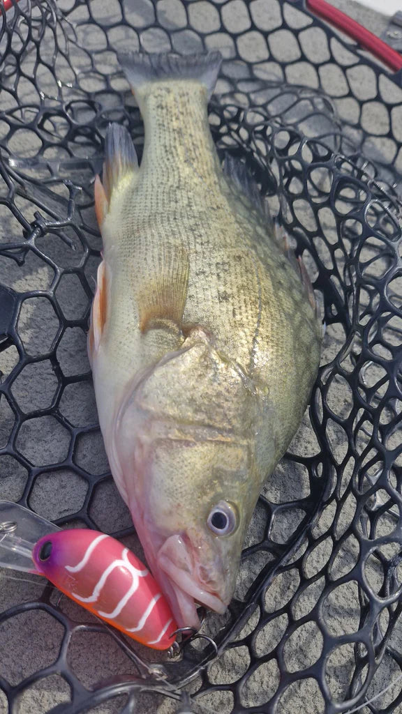 Barambah B60 Diver Hardbody