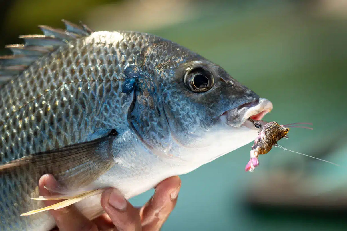 Chasebaits Armour Prawn 50mm