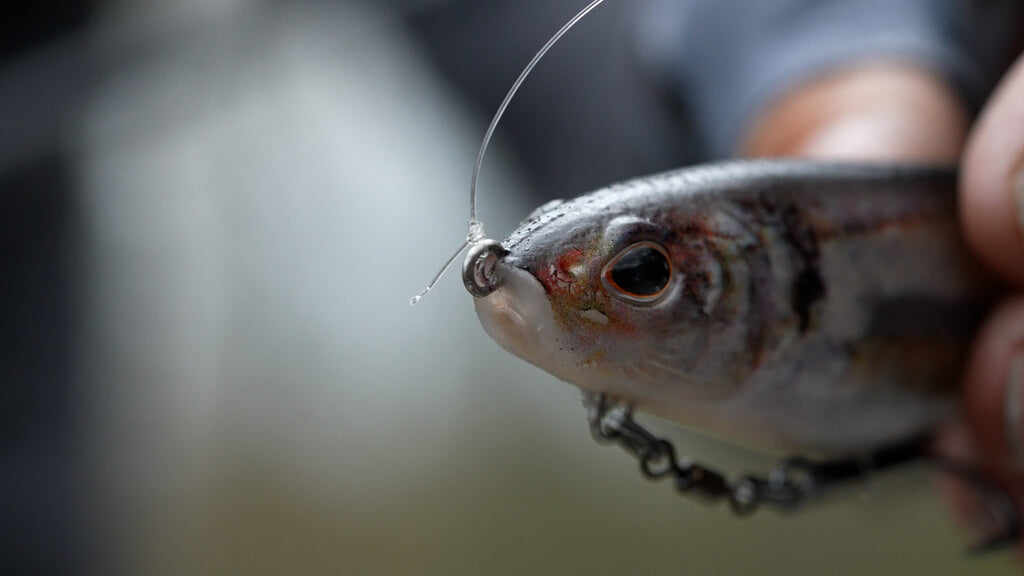 Berkley Powerbait Cullshad 6in Swimbait