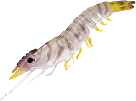 Nomad Live Ops Sumo Shrimp Unrigged 4in Soft Plastic