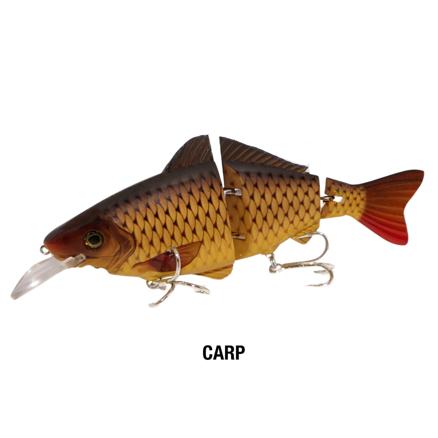 Carp