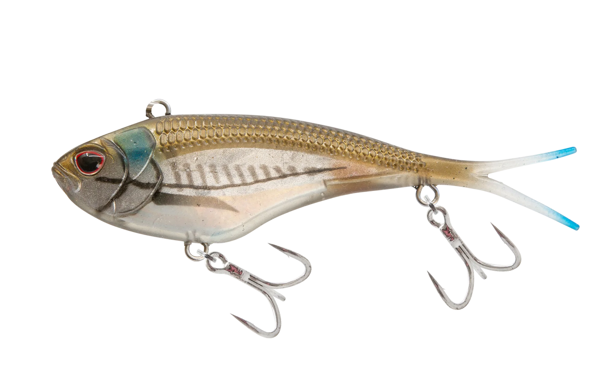 Mangrove Shad