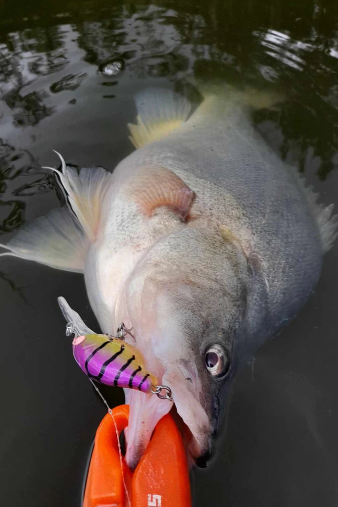 Barambah Deton8or 58M Hardbody