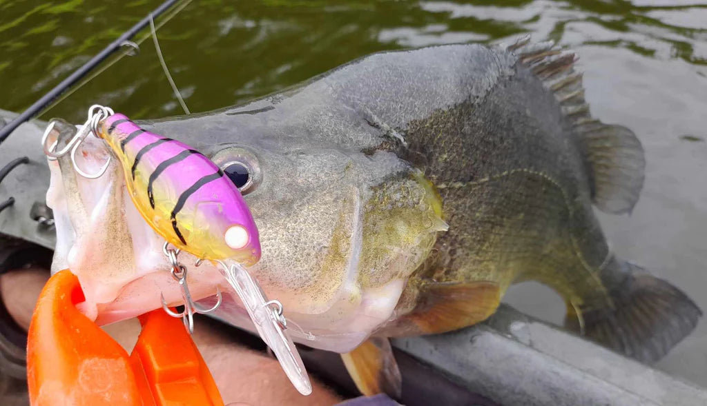 Barambah Deton8or 58M Hardbody