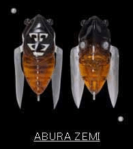 Megabass Siglett 36.5mm Cicada