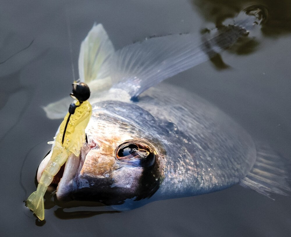 Zman Prawnz 2.5in Soft Plastics