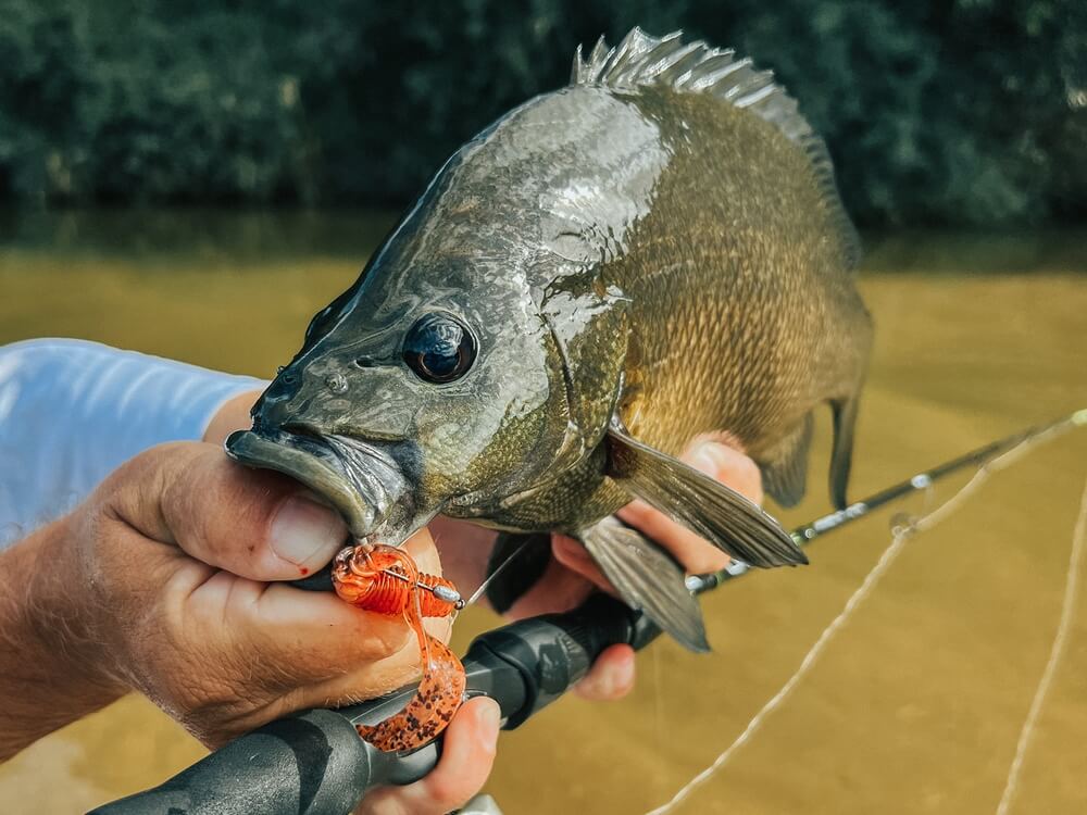 Zman ST Grubz 2.5in Soft Plastics