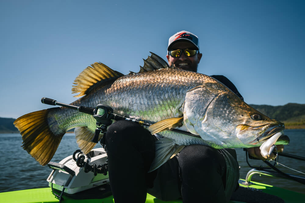 TT Chinlockz Spinz Gold Colorado