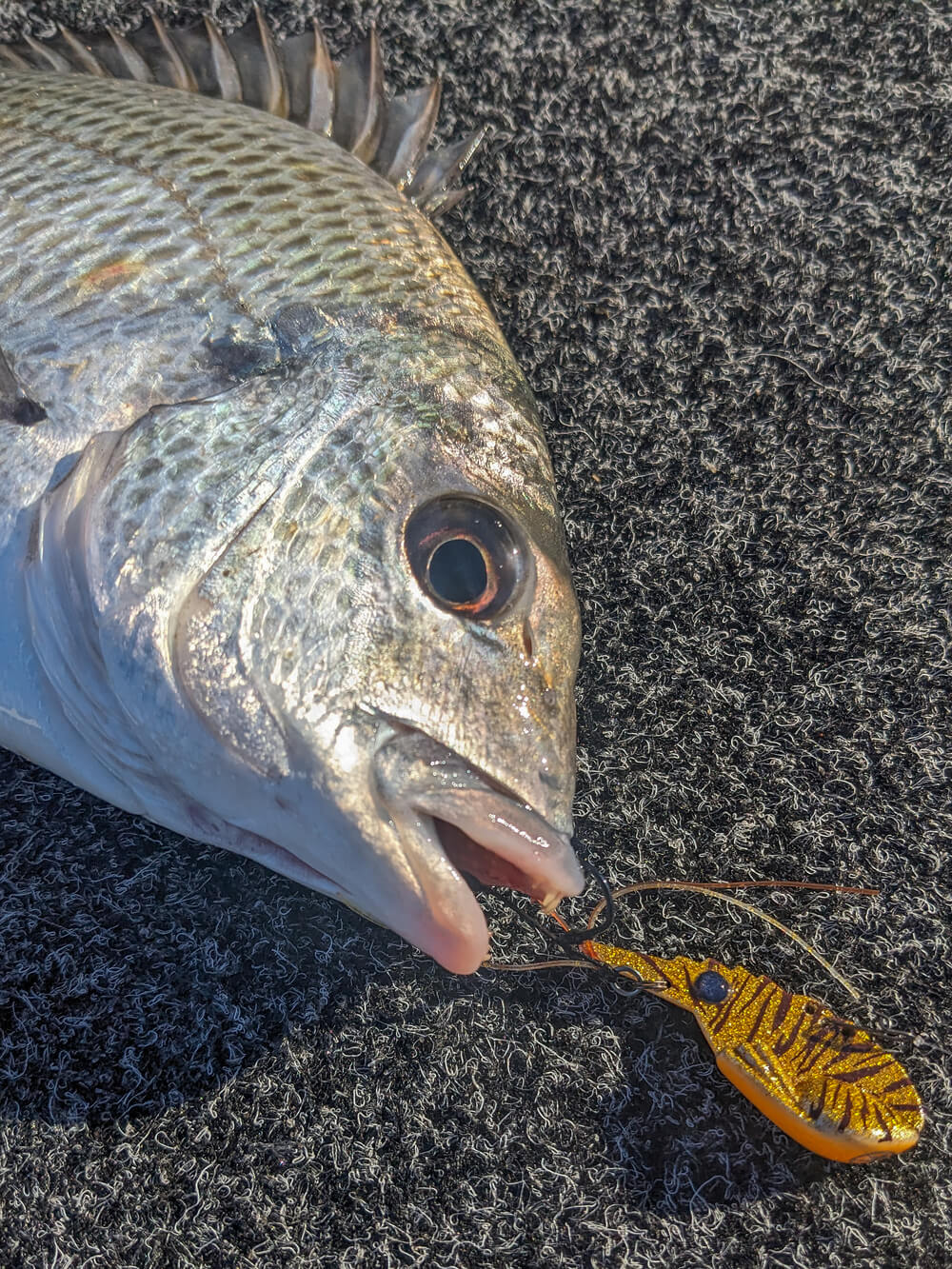 Tackle Tactics SwitchPrawn+ 37mm Metal Vibe 5.5g