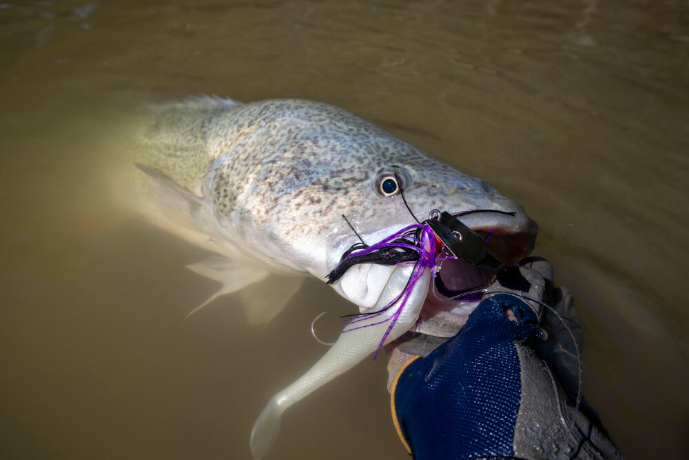 Zman Chatterbait Big Blade 1/2oz