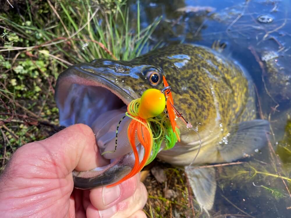 Zman Chatterbait Big Blade 1/2oz