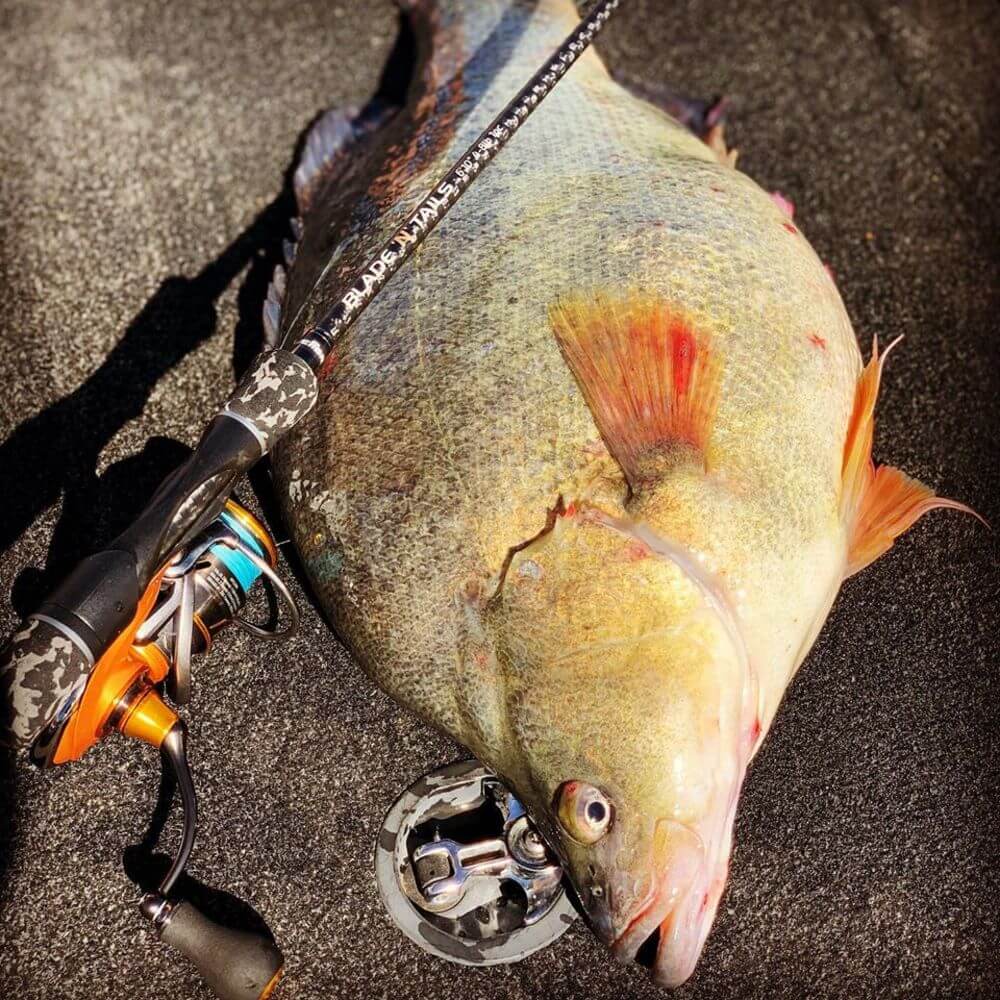 Live Fibre Blade N Tails Rod