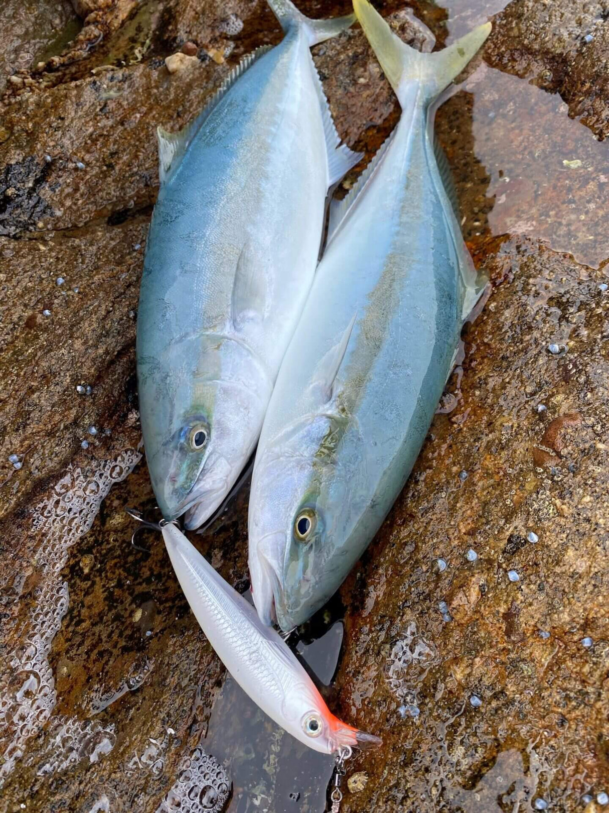 Rapala Saltwater X-RAP 12cm