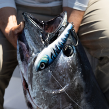 Rapala Sarda 18 200g High Speed Lure