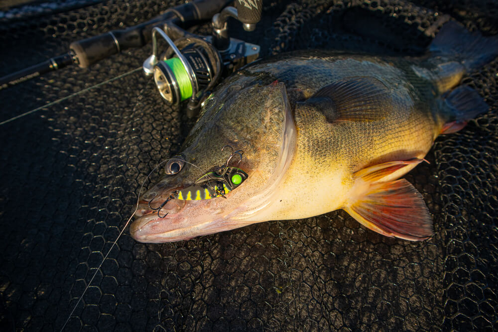 Tackle Tactics SwitchBlade+ 37mm Metal Vibe 3.5g