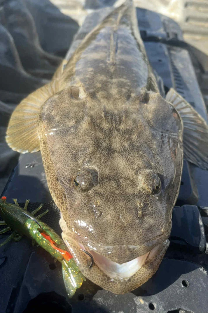 Barambah Stinger Shrimp 90F