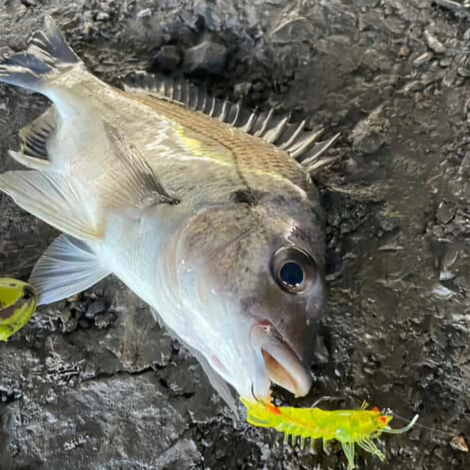 Barambah Stinger Shrimp 55F