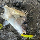 Barambah Stinger Shrimp 55F