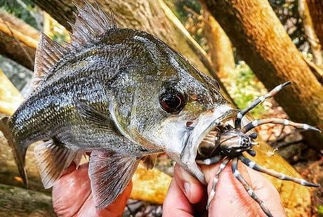 Lunkerhunt Phantom Spider