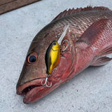 Barambah Deton8or 58M Hardbody