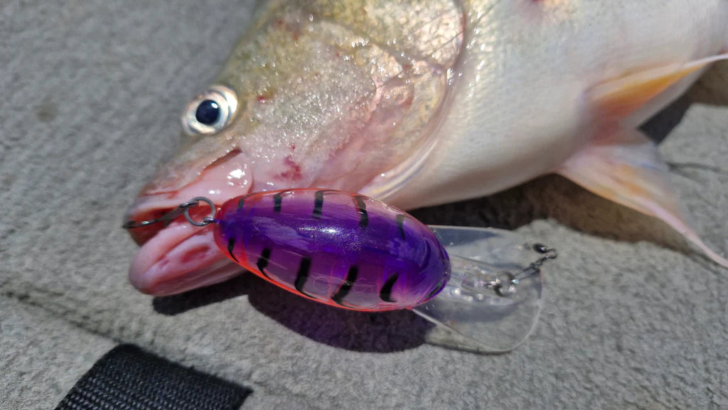 Barambah B60 Diver Hardbody