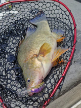 Barambah B60 Diver Hardbody