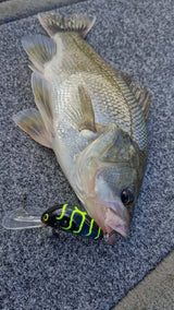 Barambah B60 Diver Hardbody