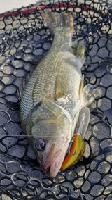 Barambah B60 Diver Hardbody