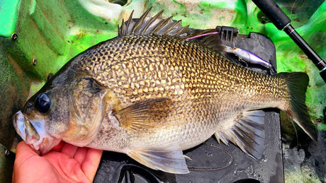 Barambah Boondi Bros 62 DSS