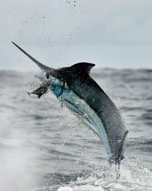 Turner Tackle Ringer Swivels Size 5 Qty 5