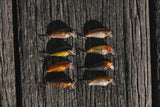 Berkley Pro-Tech Brimz 38mm II Shallow Lure