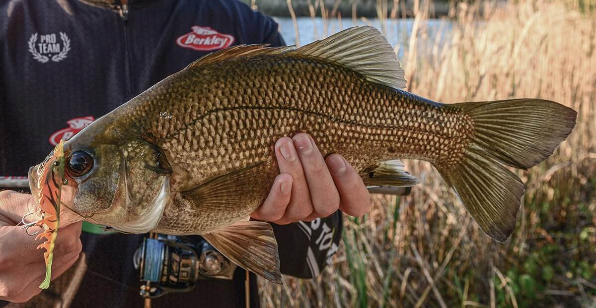 Berkley Shimma Shrimp 150mm