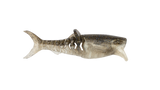 Rapala Crush City Infiltrator 5in Plastics
