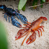 Chasebaits Mud Bug 70mm