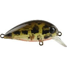 Ghost Brown Shad