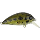 Ghost Green Shad