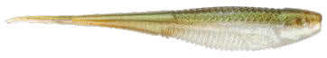 Rapala Crush City The Jerk 5in Plastics