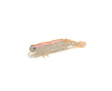 Zman PrawnZ Elite 6.5in Unrigged 2pk Soft Plastic