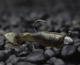 Zman Guppy Grubz 2in Soft Plastics