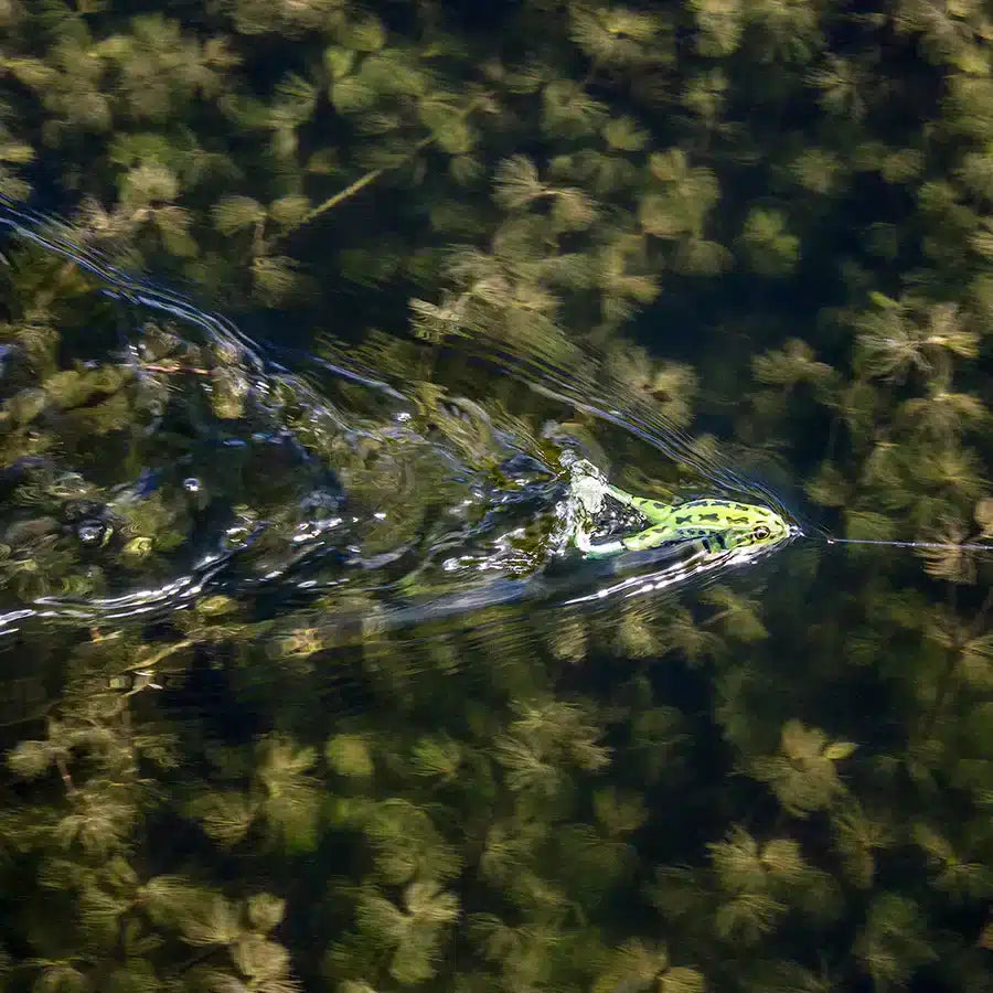 Lunkerhunt Prop Frog
