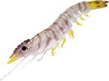 Nomad Live Ops Sumo Shrimp Unrigged 4in Soft Plastic