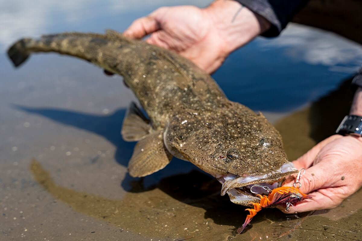 Berkley Shimma Shrimp 85mm