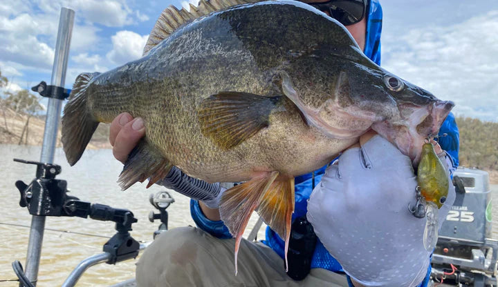 Barambah Lures Chin Nuts