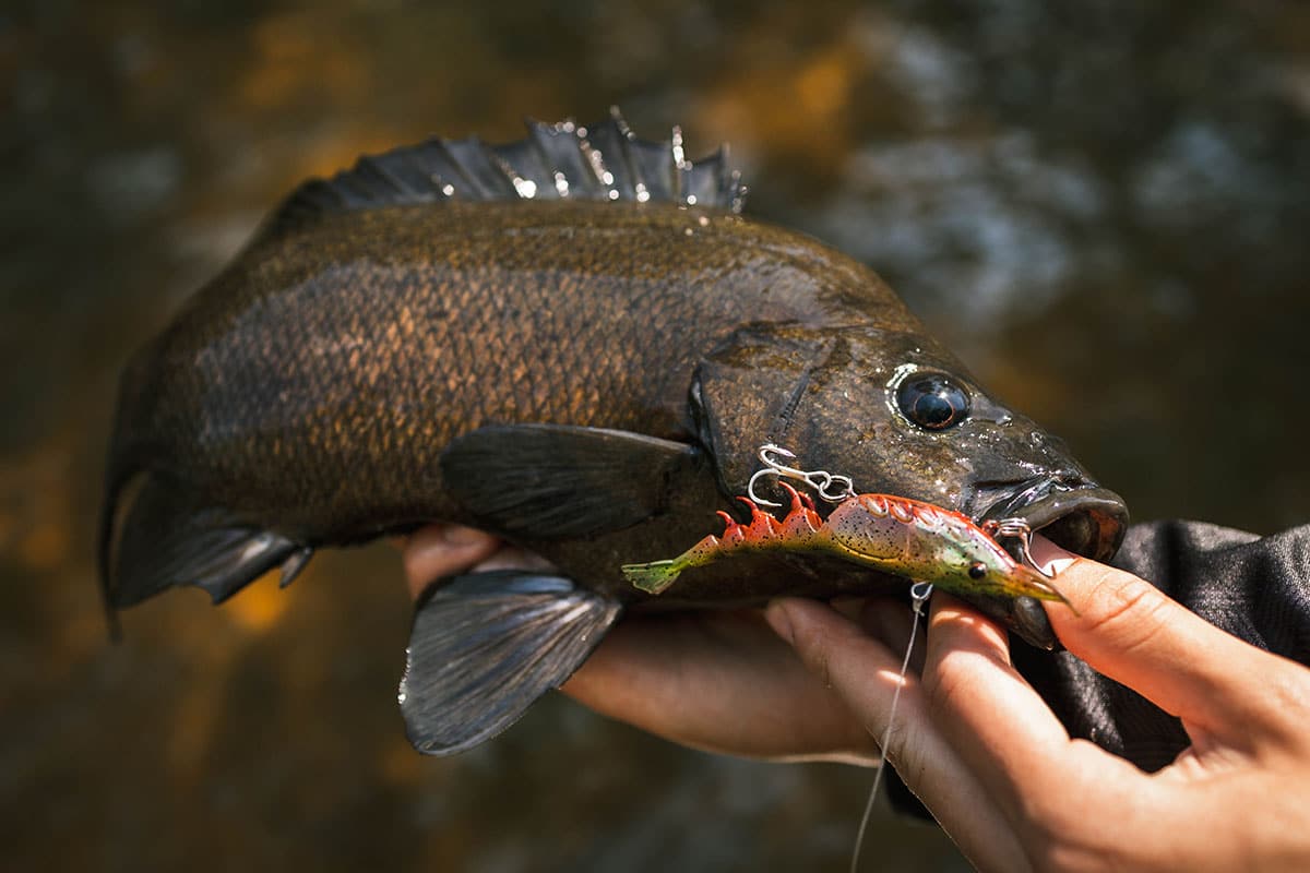 Berkley Shimma Shrimp 85mm
